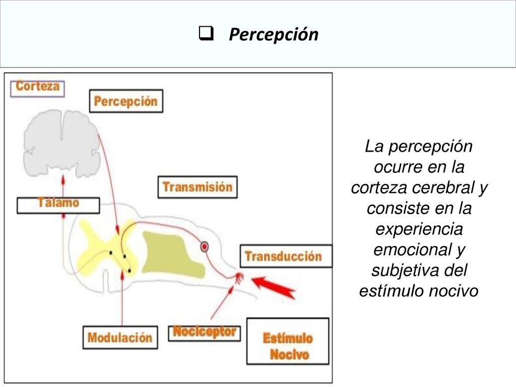 Percepción La percepción ocurre en la corteza cerebral y consiste en la experiencia emocional y subjetiva del estímulo nocivo.