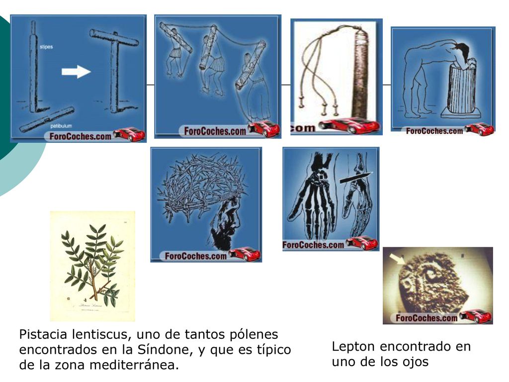 Pistacia lentiscus, uno de tantos pólenes encontrados en la Síndone, y que es típico de la zona mediterránea.