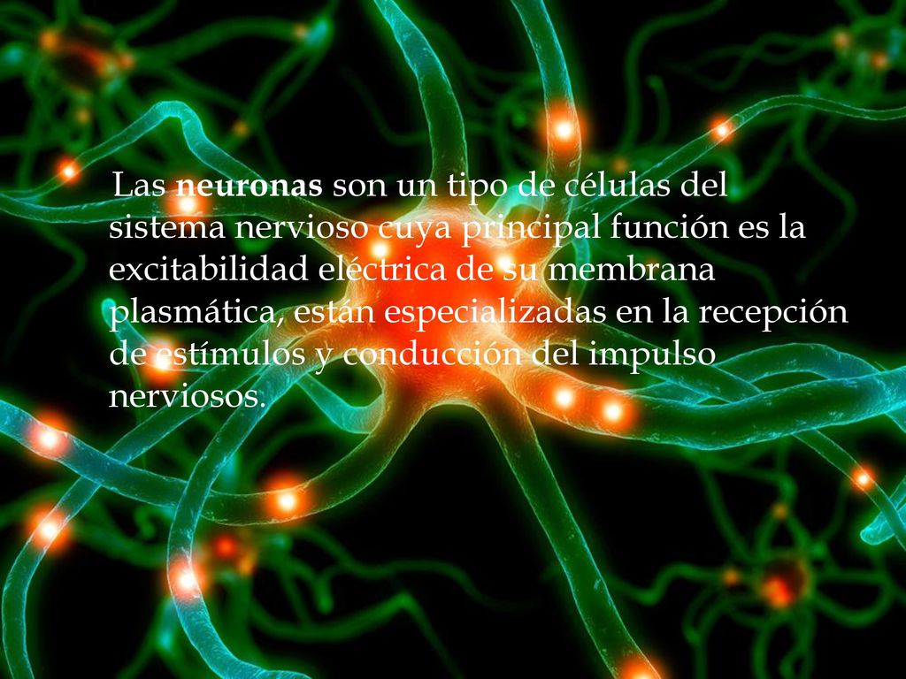 Las neuronas son un tipo de células del sistema nervioso cuya principal función es la excitabilidad eléctrica de su membrana plasmática, están especializadas en la recepción de estímulos y conducción del impulso nerviosos.