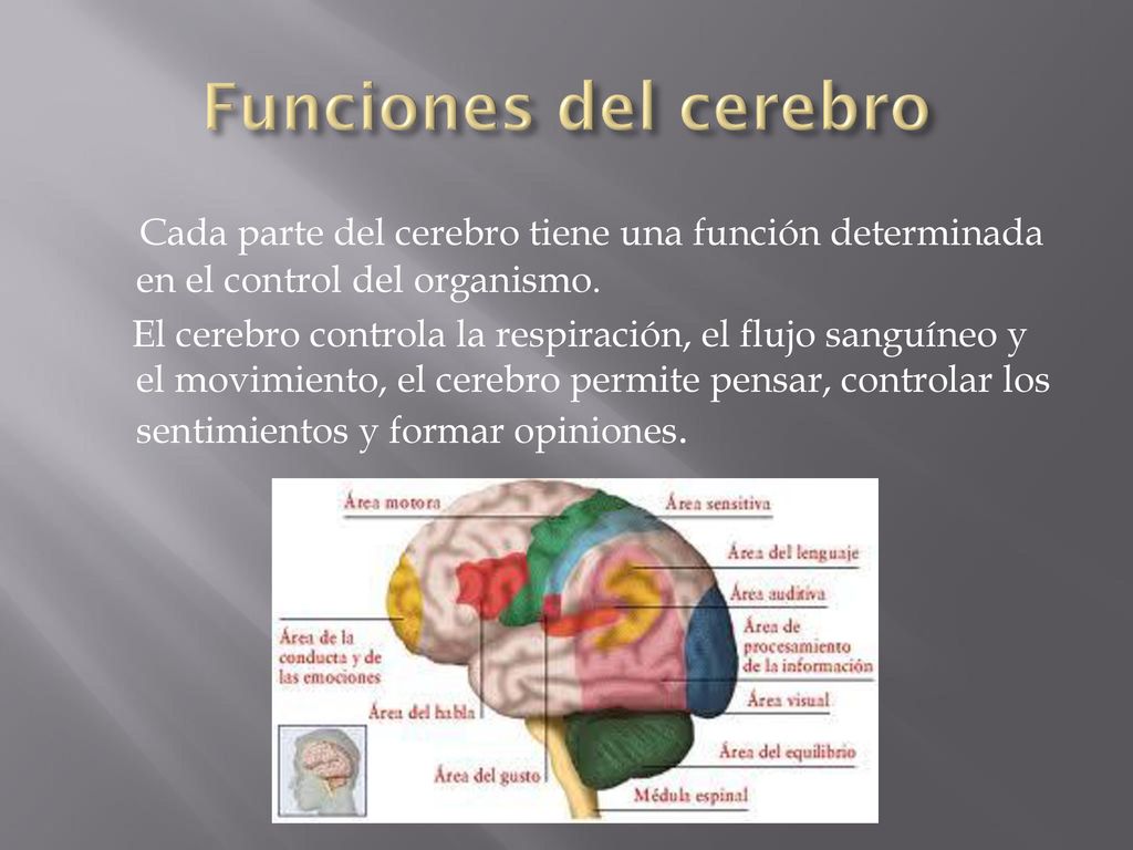 Funciones del cerebro Cada parte del cerebro tiene una función determinada en el control del organismo.