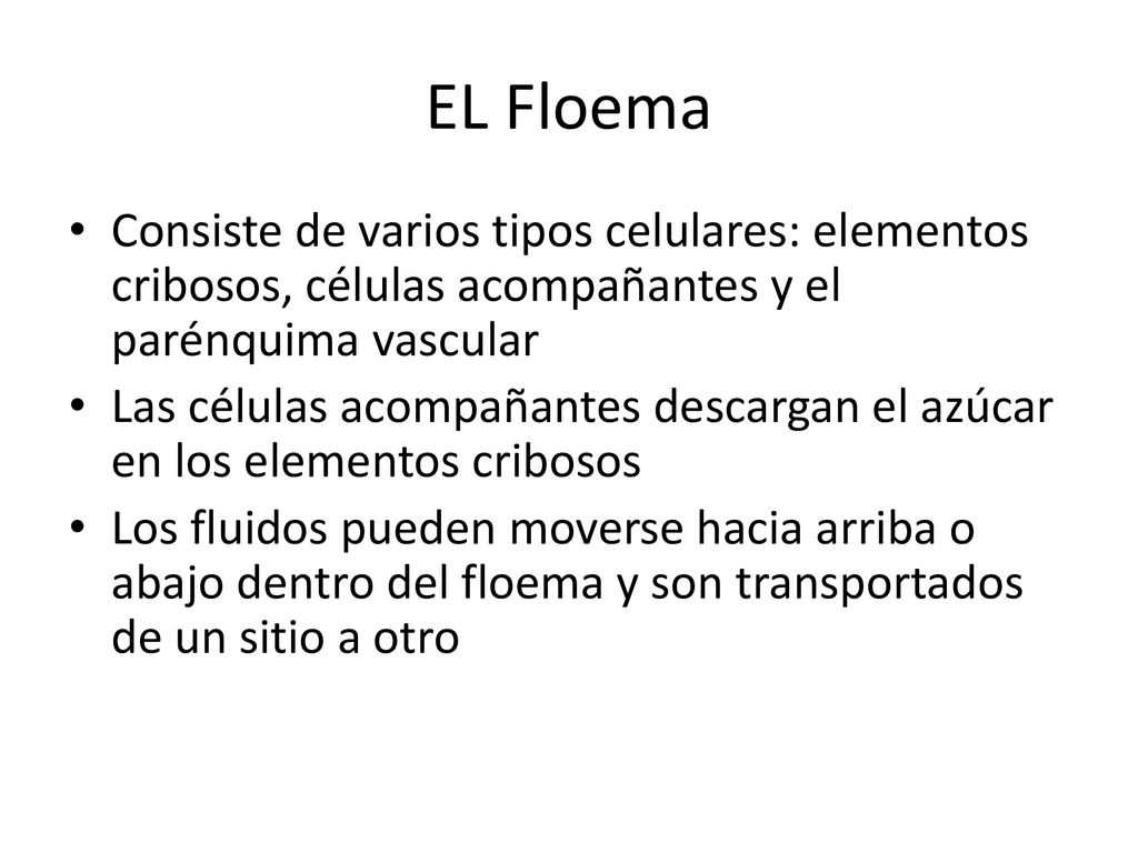 EL Floema Consiste de varios tipos celulares: elementos cribosos, células acompañantes y el parénquima vascular.