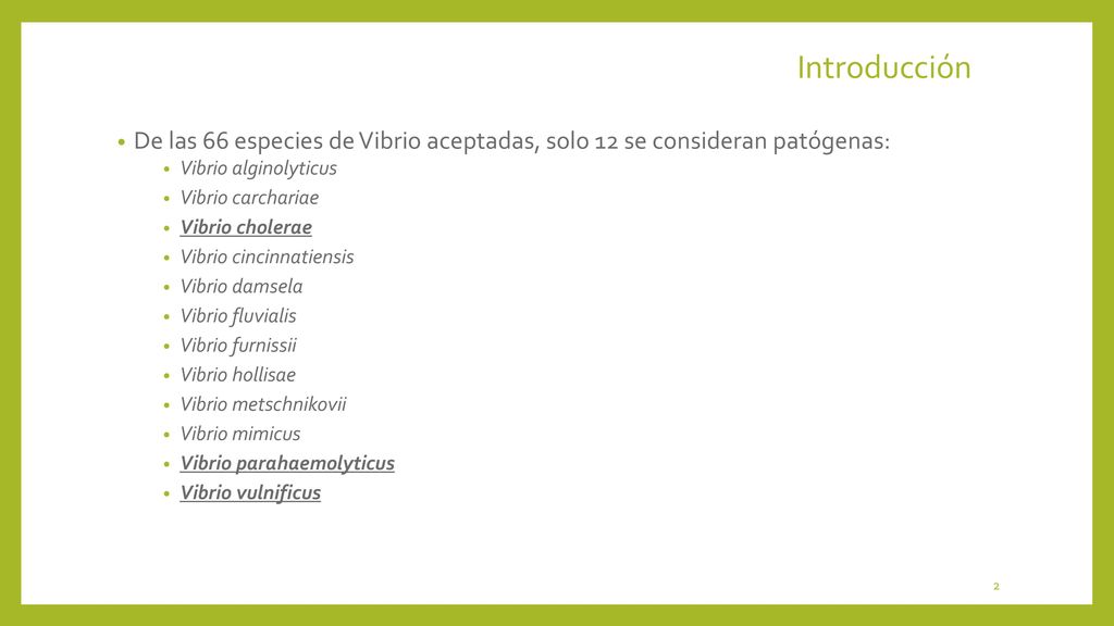 Introducción De las 66 especies de Vibrio aceptadas, solo 12 se consideran patógenas: Vibrio alginolyticus.