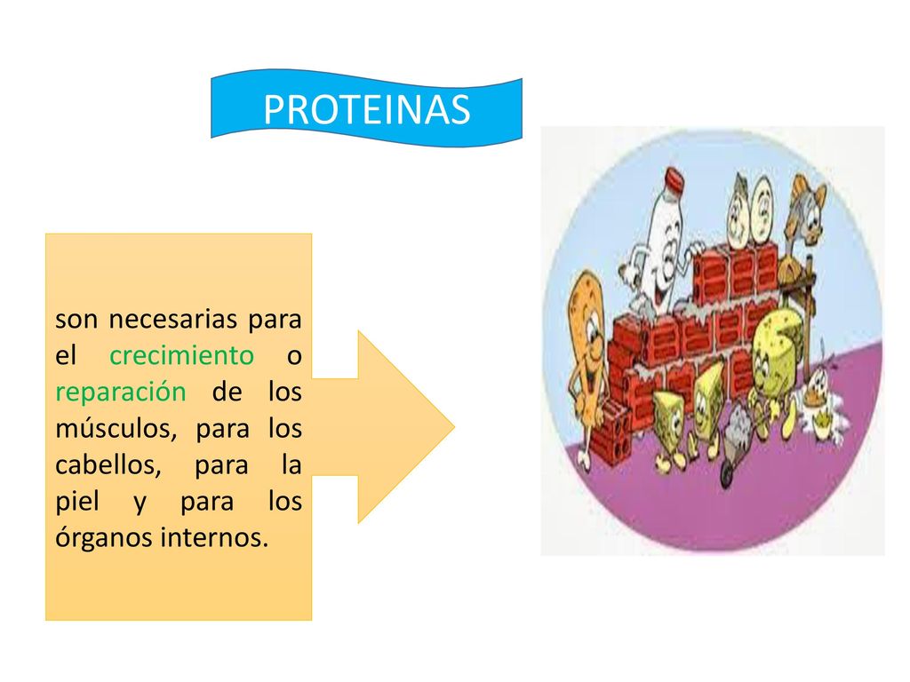 PROTEINAS son necesarias para el crecimiento o reparación de los músculos, para los cabellos, para la piel y para los órganos internos.