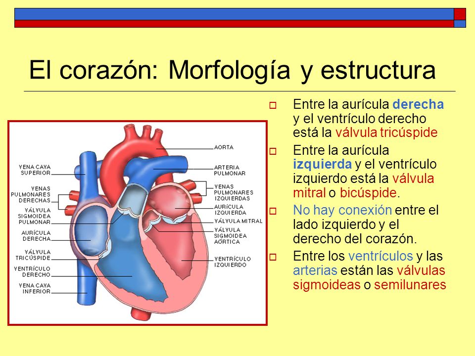 El corazón: Morfología y estructura