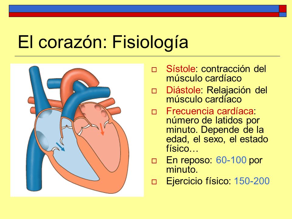El corazón: Fisiología