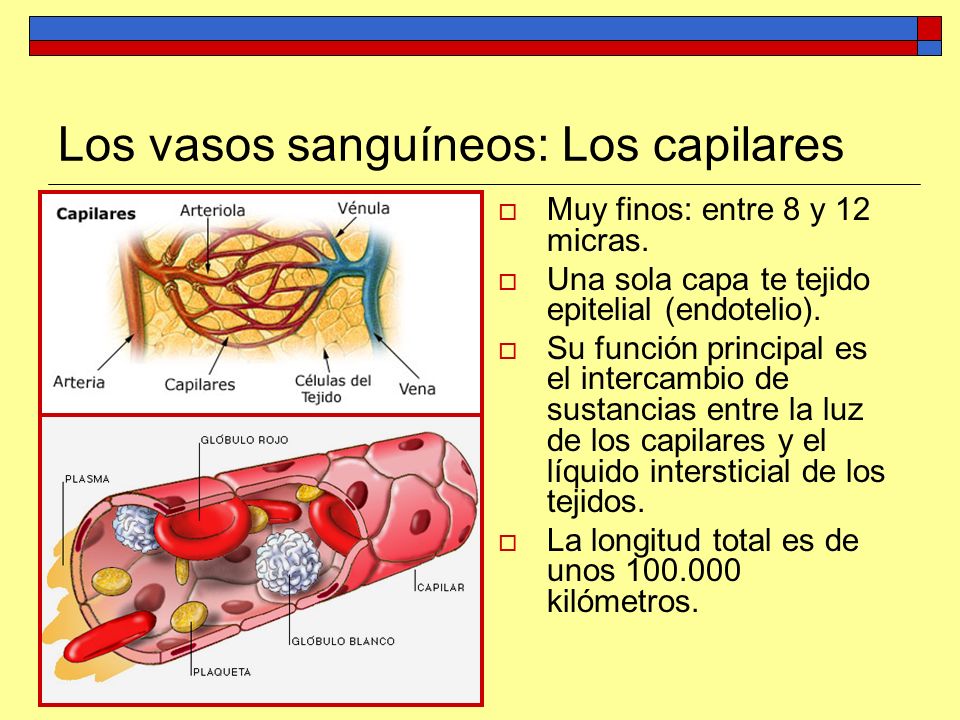 Los vasos sanguíneos: Los capilares