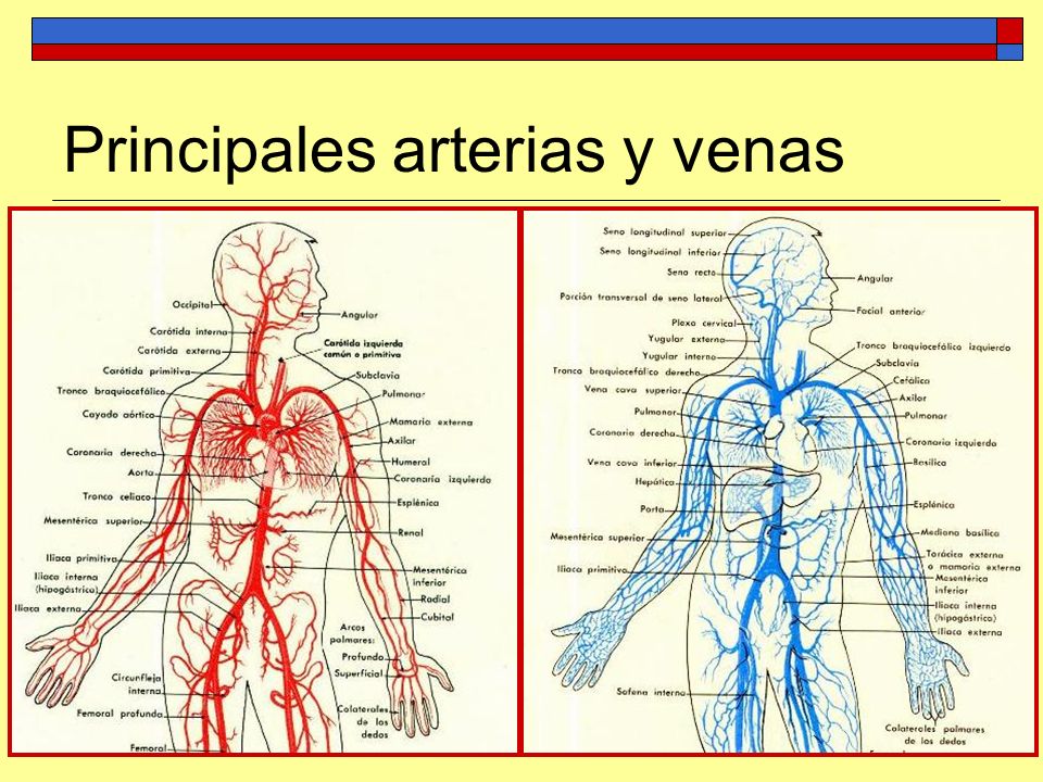 Principales arterias y venas