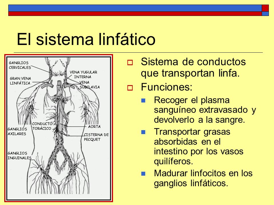El sistema linfático Sistema de conductos que transportan linfa.