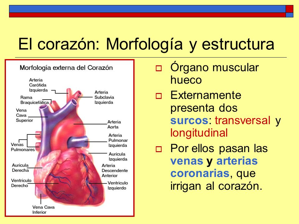 El corazón: Morfología y estructura