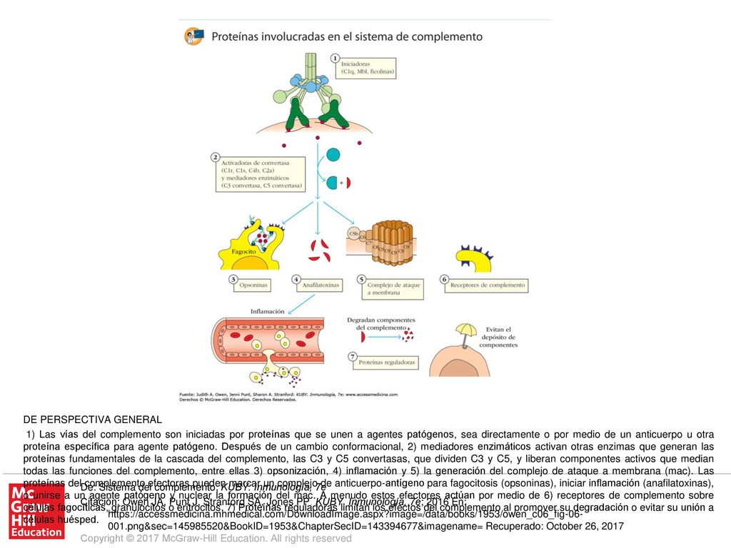 1) Las vías del complemento son iniciadas por proteínas que se unen a agentes patógenos, sea directamente o por medio de un anticuerpo u otra proteína específica para agente patógeno. Después de un cambio conformacional, 2) mediadores enzimáticos activan otras enzimas que generan las proteínas fundamentales de la cascada del complemento, las C3 y C5 convertasas, que dividen C3 y C5, y liberan componentes activos que median todas las funciones del complemento, entre ellas 3) opsonización, 4) inflamación y 5) la generación del complejo de ataque a membrana (mac). Las proteínas del complemento efectoras pueden marcar un complejo de anticuerpo-antígeno para fagocitosis (opsoninas), iniciar inflamación (anafilatoxinas), o unirse a un agente patógeno y nuclear la formación del mac. A menudo estos efectores actúan por medio de 6) receptores de complemento sobre células fagocíticas, granulocitos o eritrocitos. 7) Proteínas reguladoras limitan los efectos del complemento al promover su degradación o evitar su unión a células huésped.