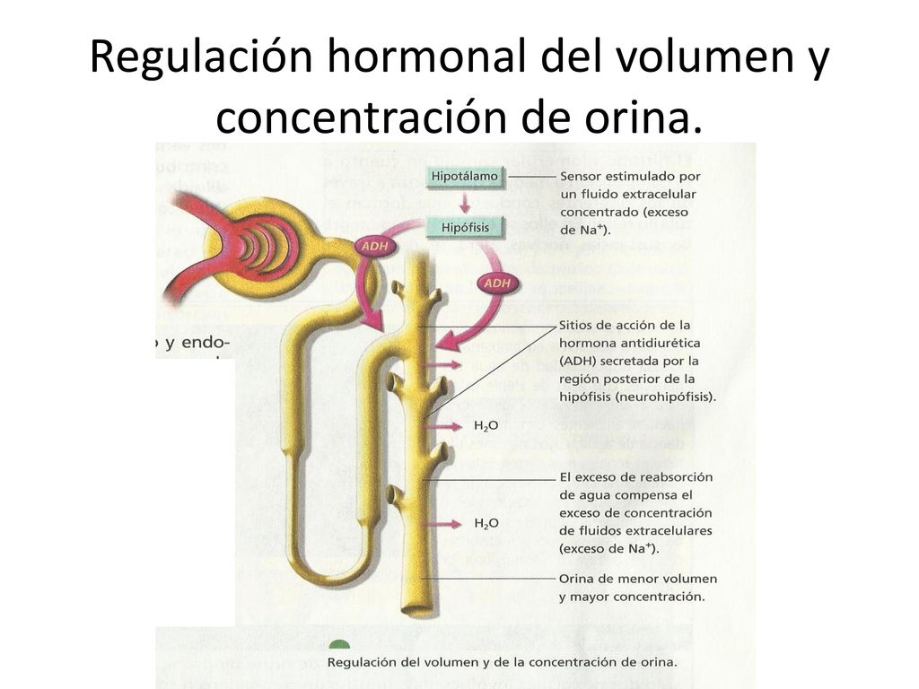 Regulación hormonal del volumen y concentración de orina.