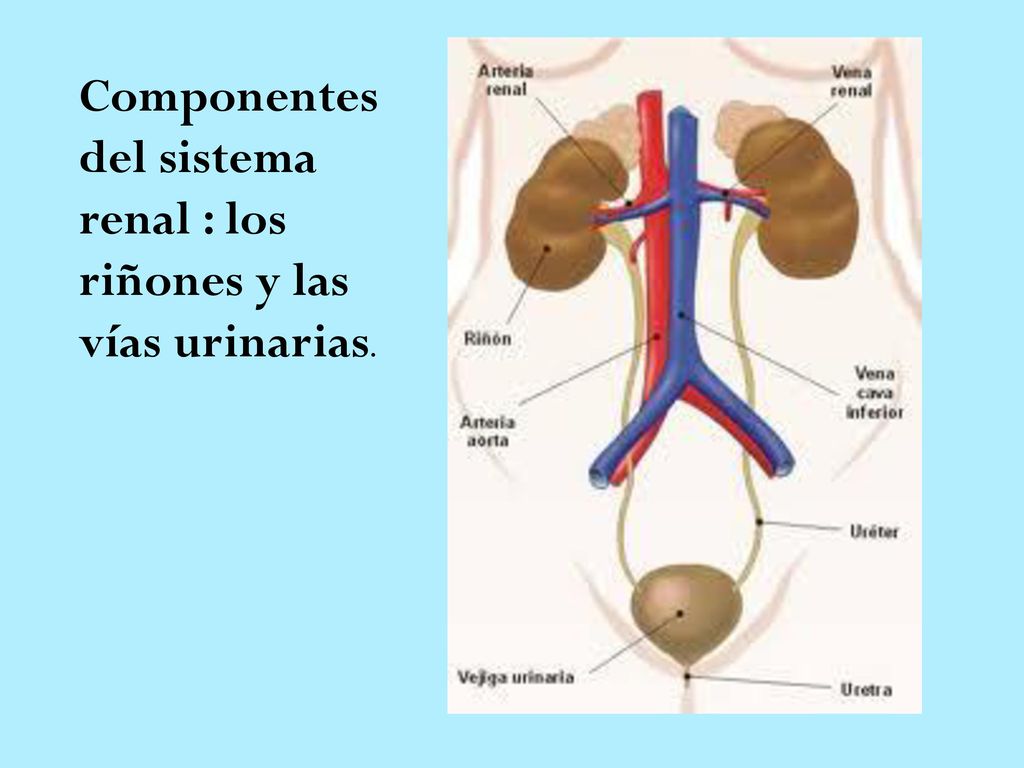 Componentes del sistema renal : los riñones y las vías urinarias.