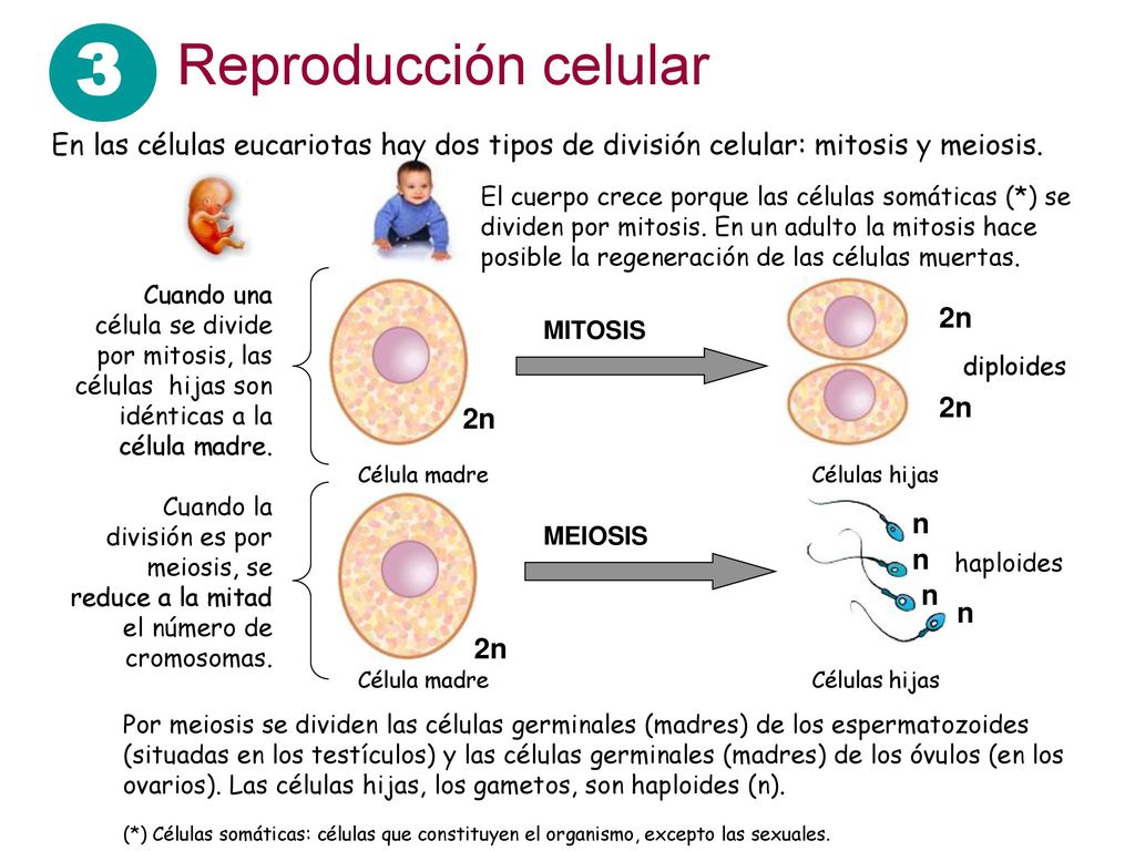 3 Reproducción celular. En las células eucariotas hay dos tipos de división celular: mitosis y meiosis.