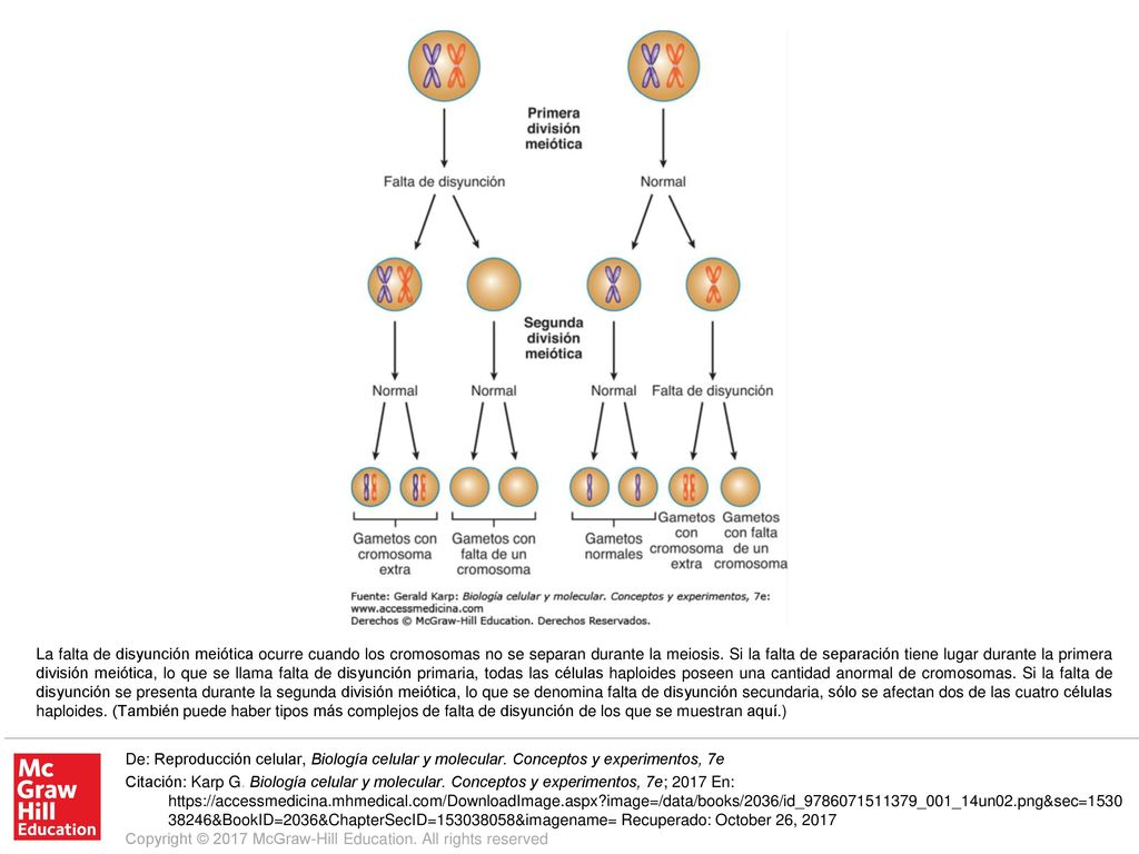La falta de disyunción meiótica ocurre cuando los cromosomas no se separan durante la meiosis. Si la falta de separación tiene lugar durante la primera división meiótica, lo que se llama falta de disyunción primaria, todas las células haploides poseen una cantidad anormal de cromosomas. Si la falta de disyunción se presenta durante la segunda división meiótica, lo que se denomina falta de disyunción secundaria, sólo se afectan dos de las cuatro células haploides. (También puede haber tipos más complejos de falta de disyunción de los que se muestran aquí.)