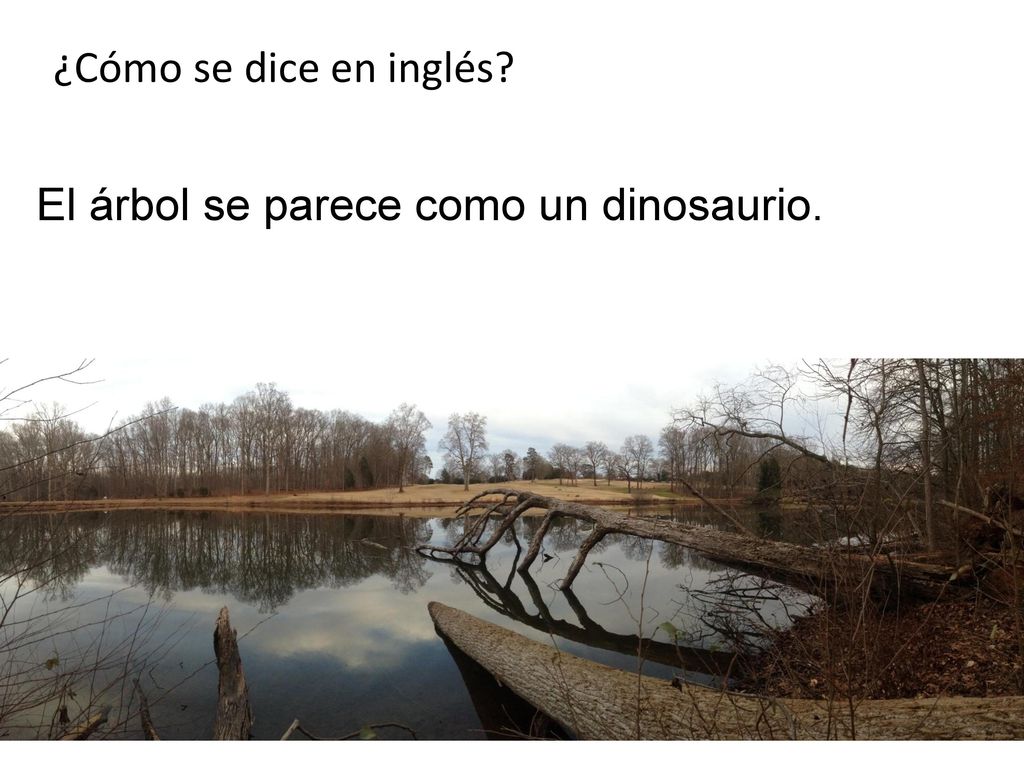 ¿Cómo se dice en inglés El árbol se parece como un dinosaurio.