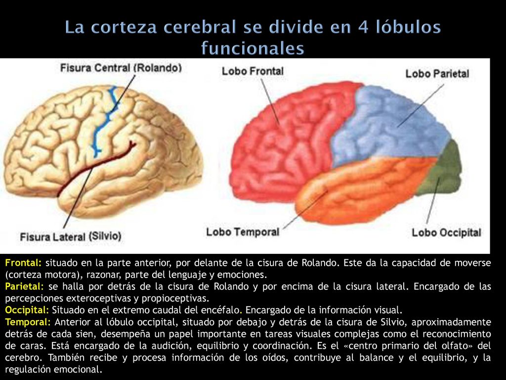 Frontal: situado en la parte anterior, por delante de la cisura de Rolando. Este da la capacidad de moverse (corteza motora), razonar, parte del lenguaje y emociones.