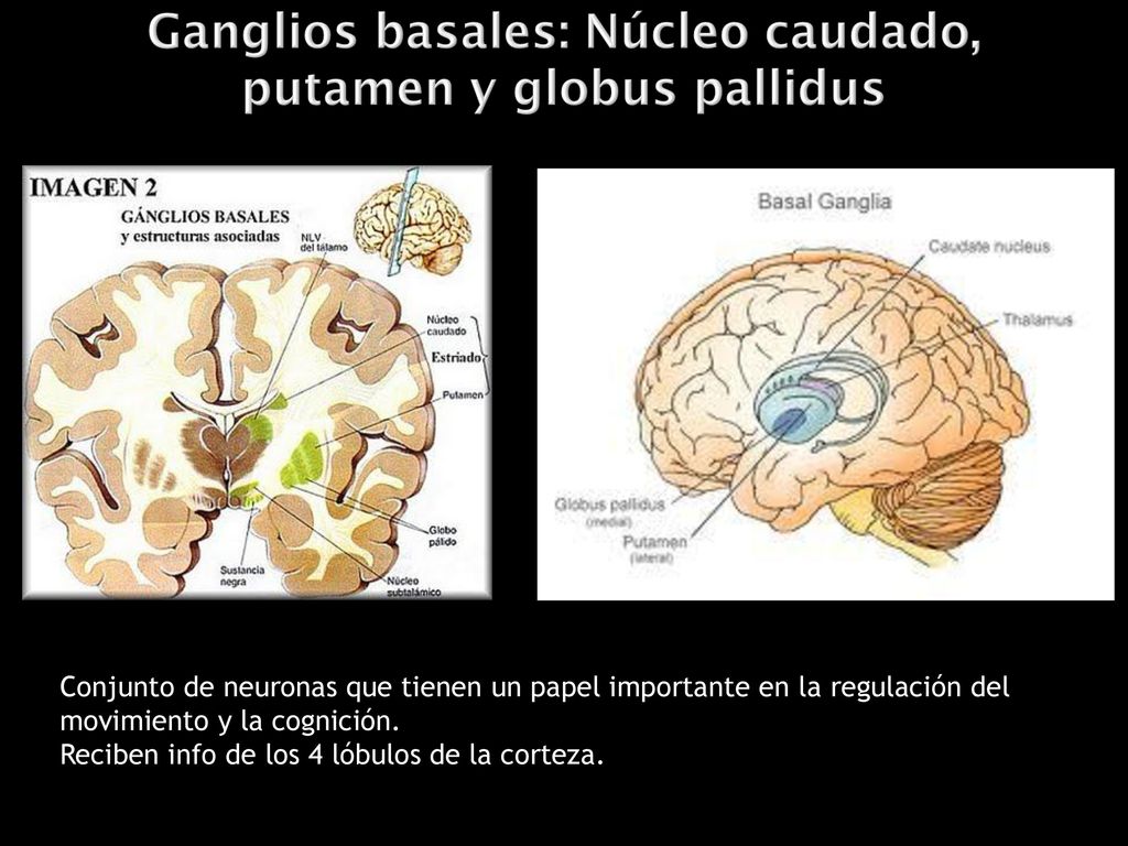 Conjunto de neuronas que tienen un papel importante en la regulación del movimiento y la cognición.