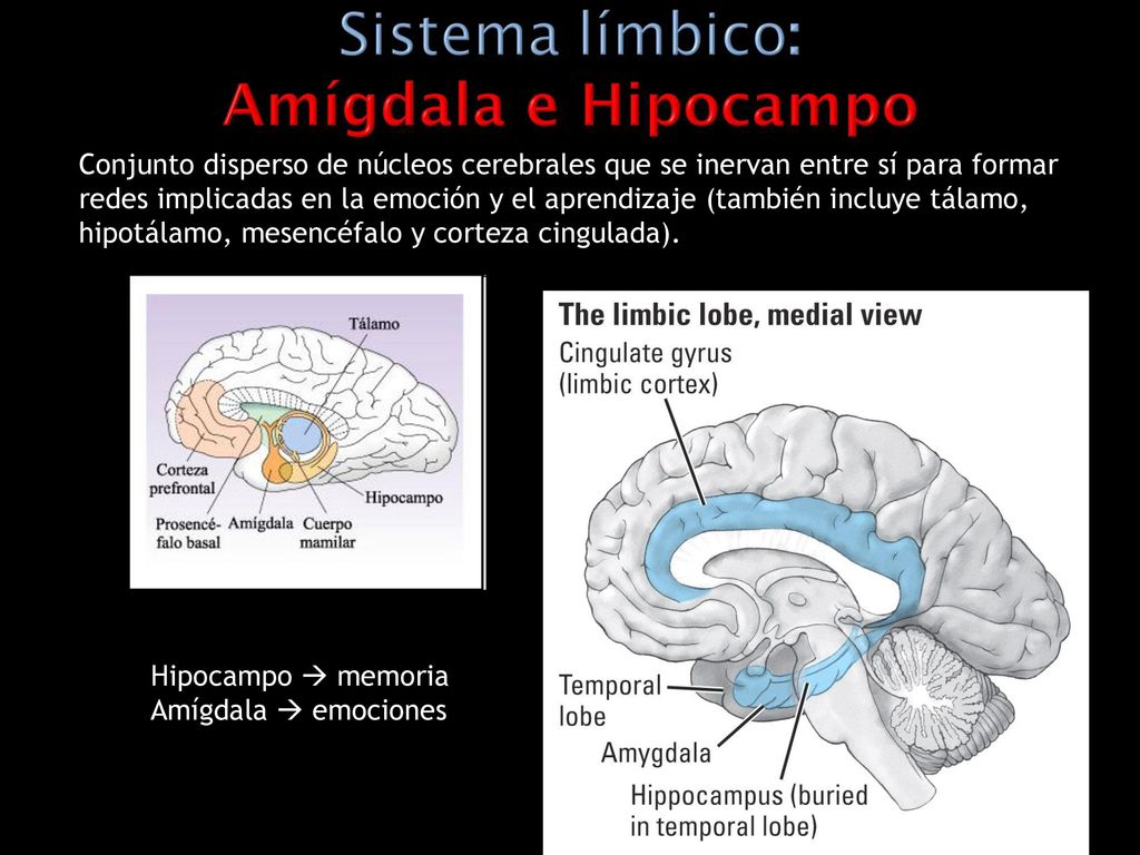 Conjunto disperso de núcleos cerebrales que se inervan entre sí para formar redes implicadas en la emoción y el aprendizaje (también incluye tálamo, hipotálamo, mesencéfalo y corteza cingulada).