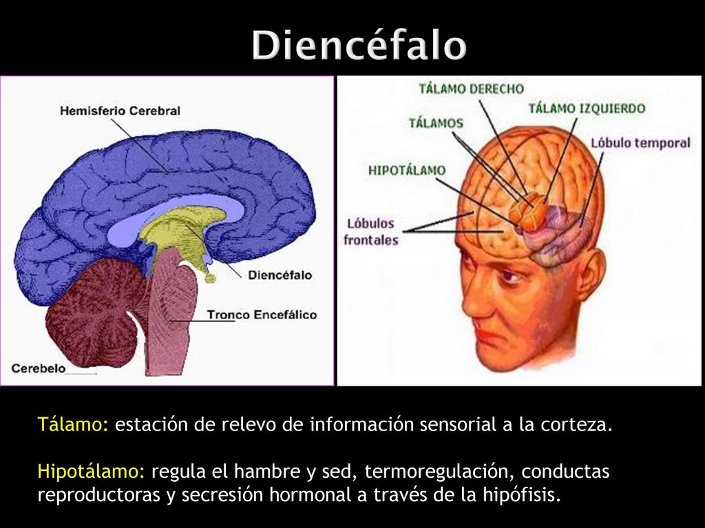Tálamo: estación de relevo de información sensorial a la corteza.