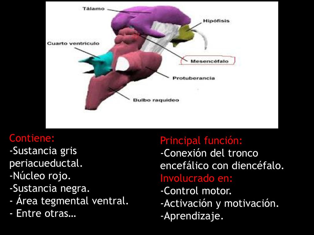 Contiene: -Sustancia gris periacueductal. -Núcleo rojo. -Sustancia negra. - Área tegmental ventral.