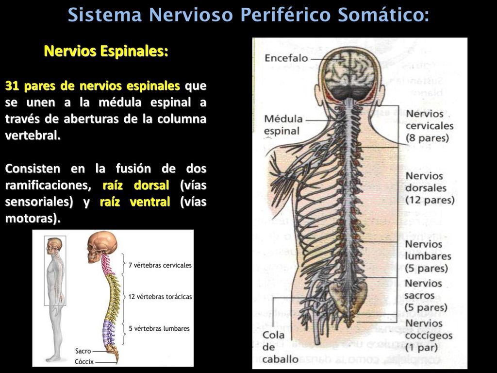 Nervios Espinales: 31 pares de nervios espinales que se unen a la médula espinal a través de aberturas de la columna vertebral.