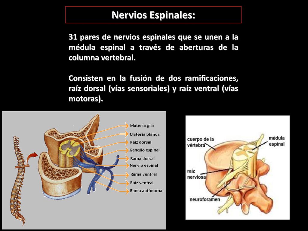 Nervios Espinales: 31 pares de nervios espinales que se unen a la médula espinal a través de aberturas de la columna vertebral.