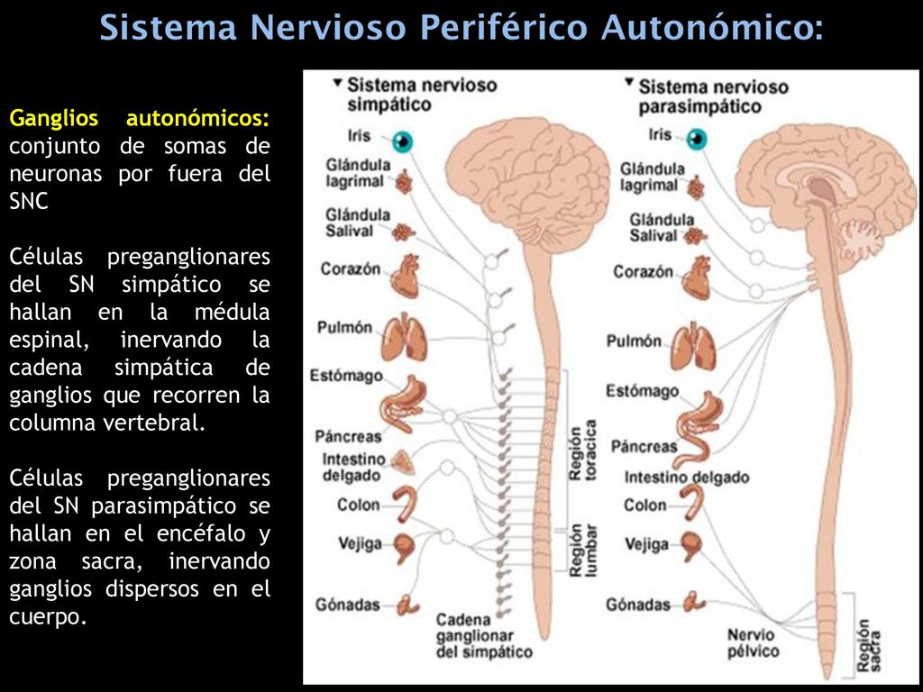 Ganglios autonómicos: conjunto de somas de neuronas por fuera del SNC