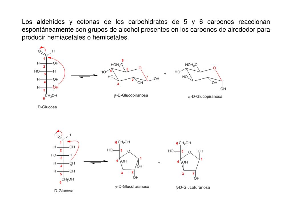 Los aldehídos y cetonas de los carbohidratos de 5 y 6 carbonos reaccionan espontáneamente con grupos de alcohol presentes en los carbonos de alrededor para producir hemiacetales o hemicetales.