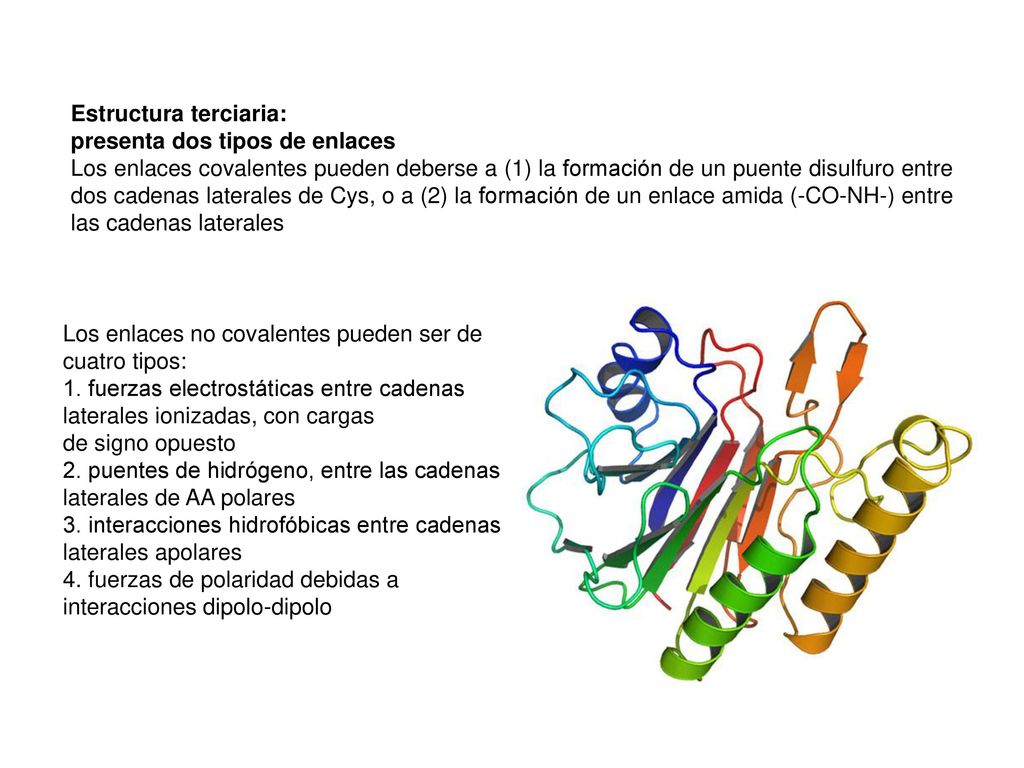 Estructura terciaria: presenta dos tipos de enlaces