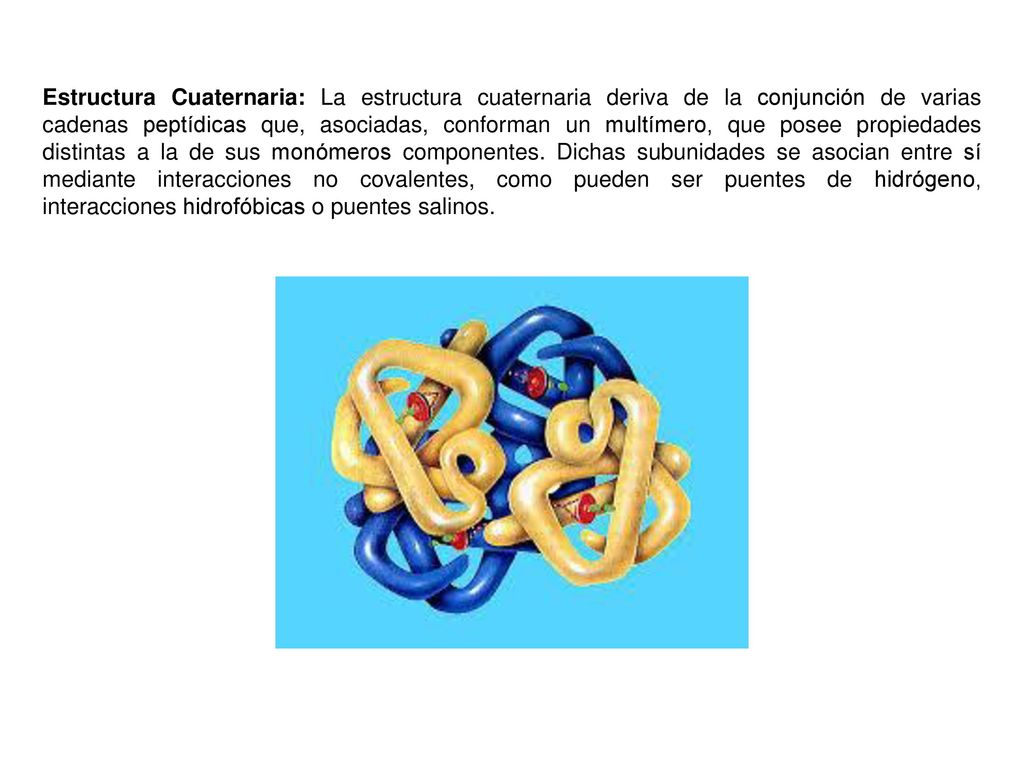 Estructura Cuaternaria: La estructura cuaternaria deriva de la conjunción de varias cadenas peptídicas que, asociadas, conforman un multímero, que posee propiedades distintas a la de sus monómeros componentes. Dichas subunidades se asocian entre sí mediante interacciones no covalentes, como pueden ser puentes de hidrógeno, interacciones hidrofóbicas o puentes salinos.