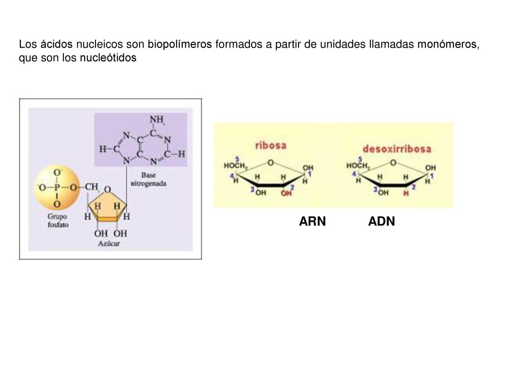 Los ácidos nucleicos son biopolímeros formados a partir de unidades llamadas monómeros, que son los nucleótidos