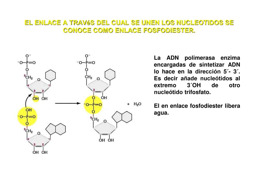 EL ENLACE A TRAVéS DEL CUAL SE UNEN LOS NUCLEOTIDOS SE CONOCE COMO ENLACE FOSFODIESTER.