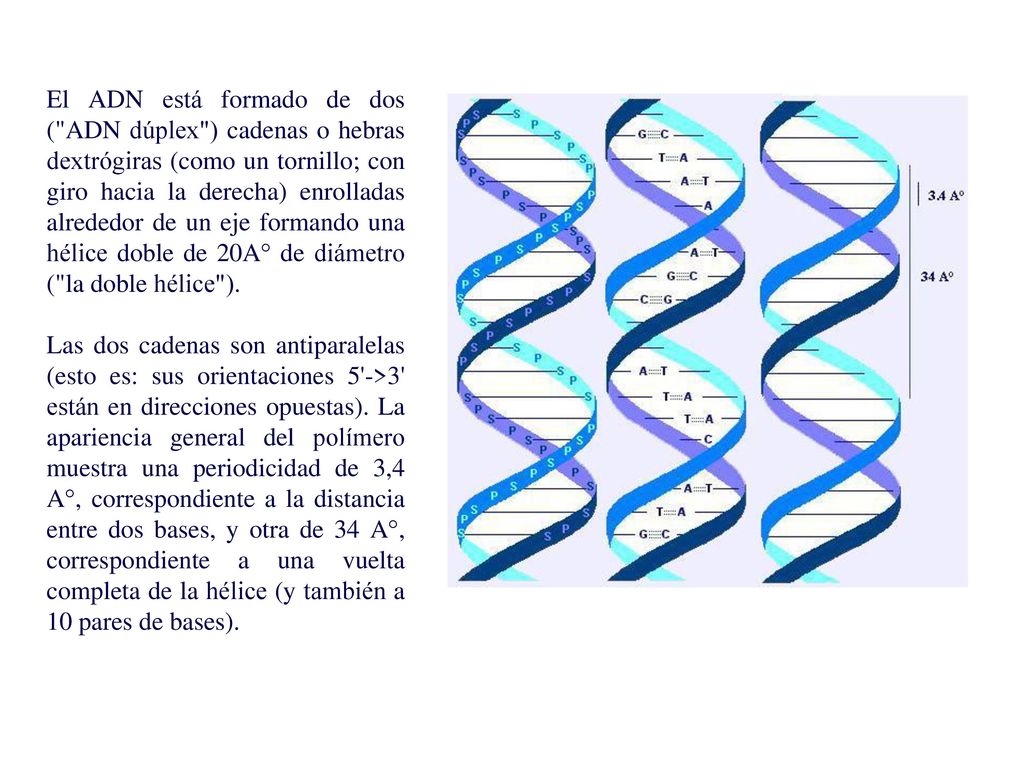El ADN está formado de dos ( ADN dúplex ) cadenas o hebras dextrógiras (como un tornillo; con giro hacia la derecha) enrolladas alrededor de un eje formando una hélice doble de 20A° de diámetro ( la doble hélice ).