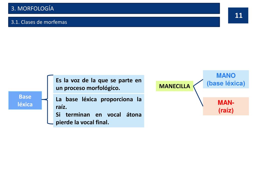 Es la voz de la que se parte en un proceso morfológico. MANECILLA