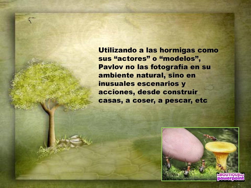 Utilizando a las hormigas como sus actores o modelos , Pavlov no las fotografía en su ambiente natural, sino en inusuales escenarios y acciones, desde construir casas, a coser, a pescar, etc