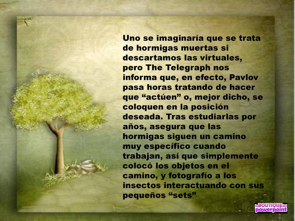 Uno se imaginaría que se trata de hormigas muertas si descartamos las virtuales, pero The Telegraph nos informa que, en efecto, Pavlov pasa horas tratando de hacer que actúen o, mejor dicho, se coloquen en la posición deseada.