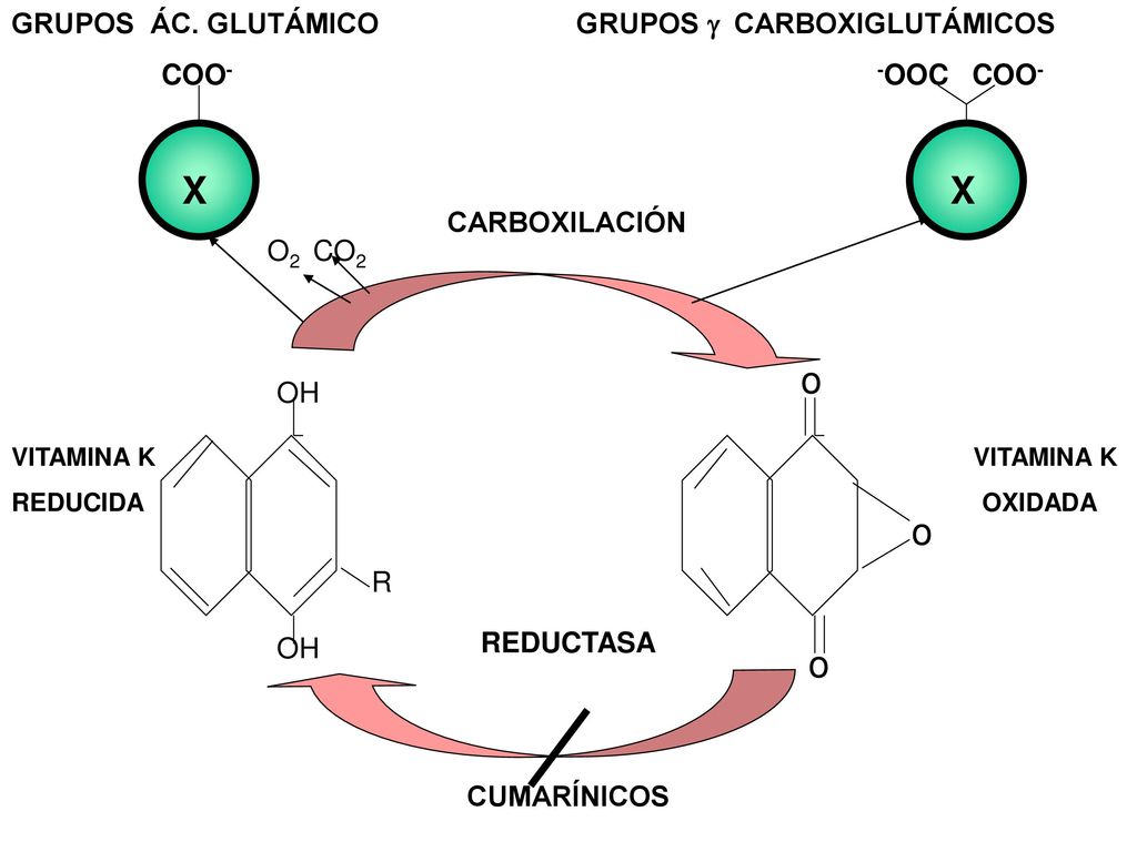 X X o o o GRUPOS ÁC. GLUTÁMICO GRUPOS g CARBOXIGLUTÁMICOS