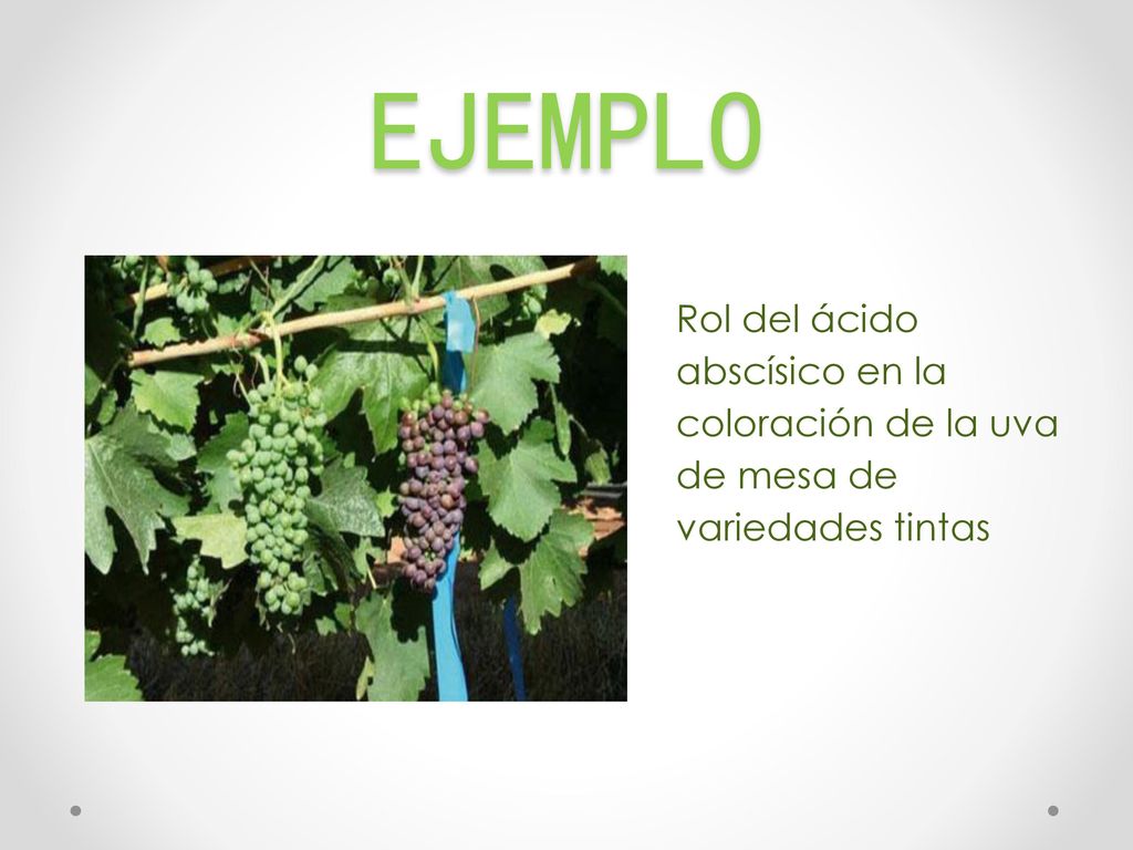Ejemplo Rol del ácido abscísico en la coloración de la uva de mesa de variedades tintas