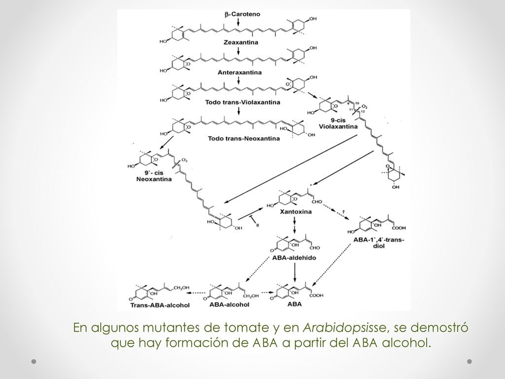 En algunos mutantes de tomate y en Arabidopsisse, se demostró que hay formación de ABA a partir del ABA alcohol.