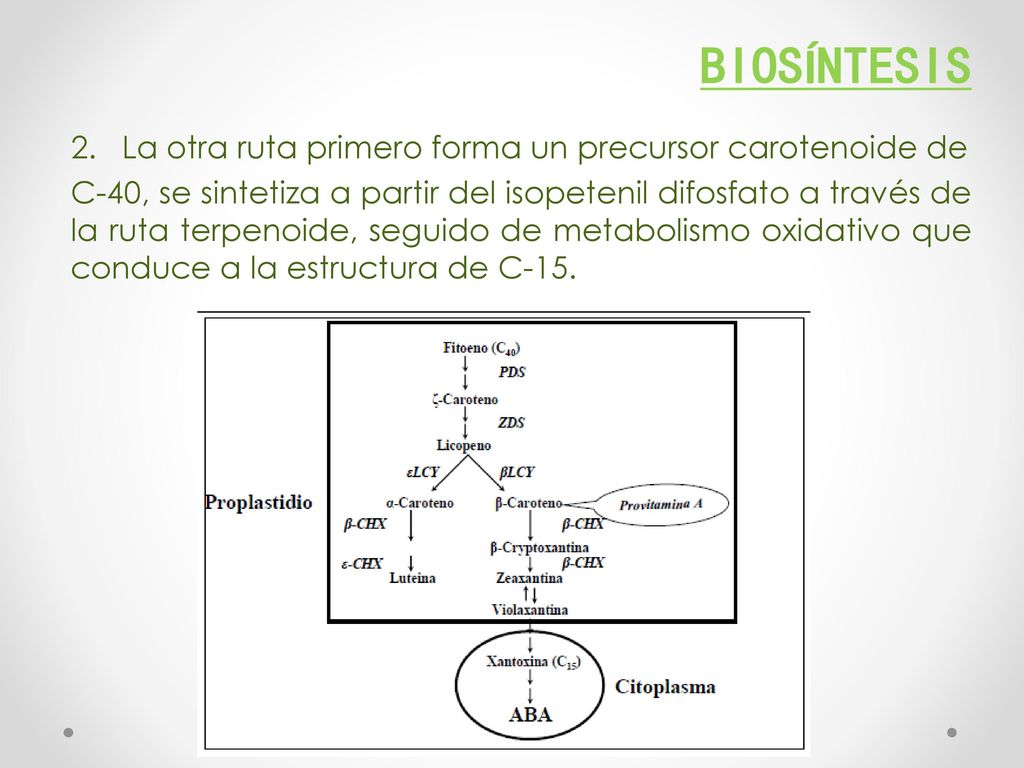Biosíntesis La otra ruta primero forma un precursor carotenoide de