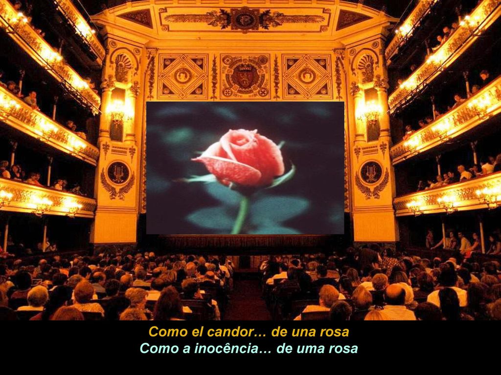 Como el candor… de una rosa Como a inocência… de uma rosa