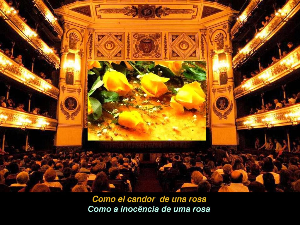 Como el candor de una rosa Como a inocência de uma rosa