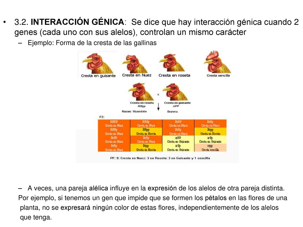 3.2. INTERACCIÓN GÉNICA: Se dice que hay interacción génica cuando 2 genes (cada uno con sus alelos), controlan un mismo carácter