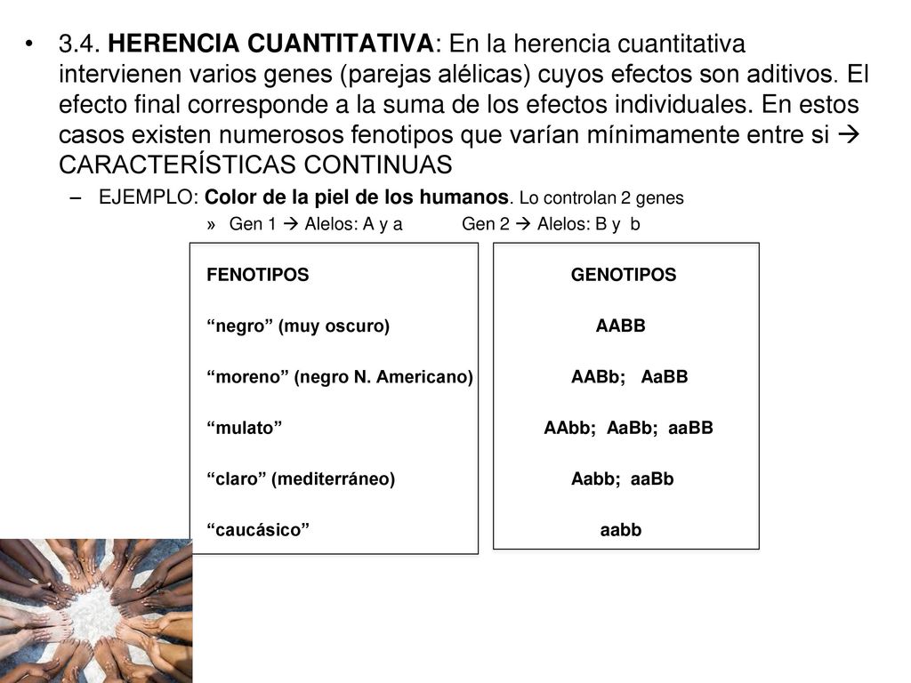 3.4. HERENCIA CUANTITATIVA: En la herencia cuantitativa intervienen varios genes (parejas alélicas) cuyos efectos son aditivos. El efecto final corresponde a la suma de los efectos individuales. En estos casos existen numerosos fenotipos que varían mínimamente entre si  CARACTERÍSTICAS CONTINUAS
