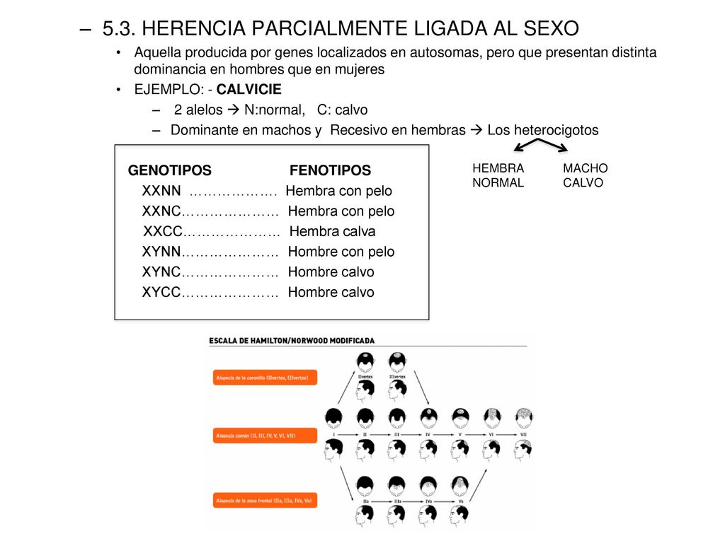 5.3. HERENCIA PARCIALMENTE LIGADA AL SEXO