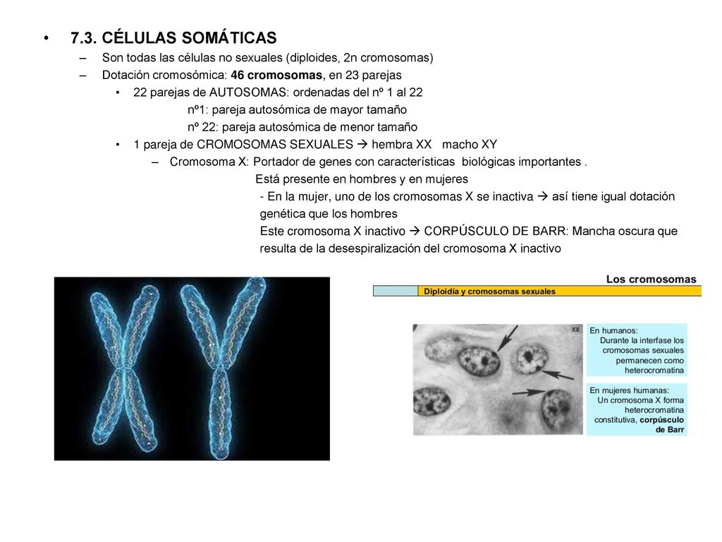 7.3. CÉLULAS SOMÁTICAS Son todas las células no sexuales (diploides, 2n cromosomas) Dotación cromosómica: 46 cromosomas, en 23 parejas.