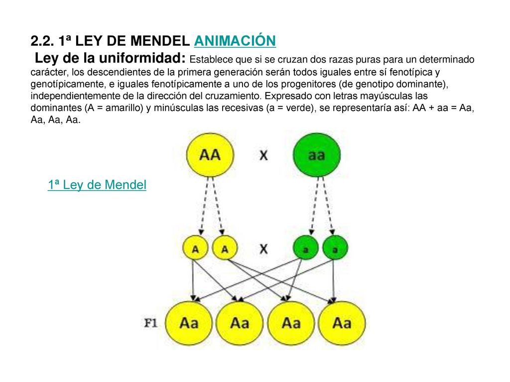 2.2. 1ª LEY DE MENDEL ANIMACIÓN Ley de la uniformidad: Establece que si se cruzan dos razas puras para un determinado carácter, los descendientes de la primera generación serán todos iguales entre sí fenotípica y genotípicamente, e iguales fenotípicamente a uno de los progenitores (de genotipo dominante), independientemente de la dirección del cruzamiento. Expresado con letras mayúsculas las dominantes (A = amarillo) y minúsculas las recesivas (a = verde), se representaría así: AA + aa = Aa, Aa, Aa, Aa.