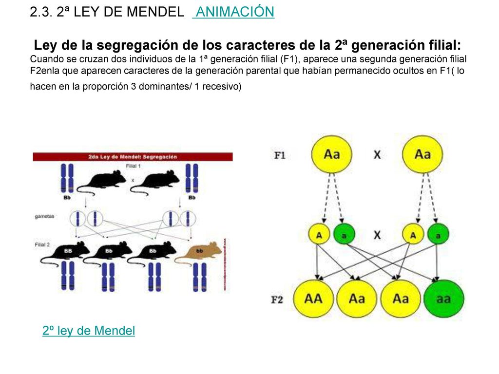 2.3. 2ª LEY DE MENDEL ANIMACIÓN Ley de la segregación de los caracteres de la 2ª generación filial: Cuando se cruzan dos individuos de la 1ª generación filial (F1), aparece una segunda generación filial F2enla que aparecen caracteres de la generación parental que habían permanecido ocultos en F1( lo hacen en la proporción 3 dominantes/ 1 recesivo)