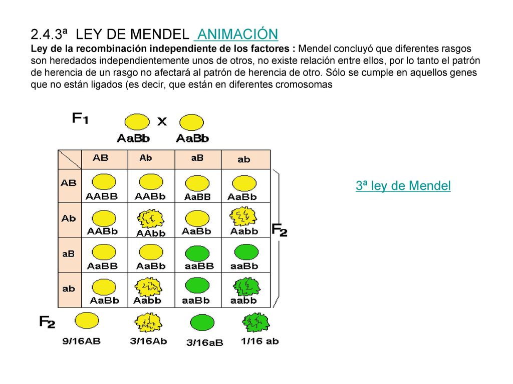 2.4.3ª LEY DE MENDEL ANIMACIÓN Ley de la recombinación independiente de los factores : Mendel concluyó que diferentes rasgos son heredados independientemente unos de otros, no existe relación entre ellos, por lo tanto el patrón de herencia de un rasgo no afectará al patrón de herencia de otro. Sólo se cumple en aquellos genes que no están ligados (es decir, que están en diferentes cromosomas