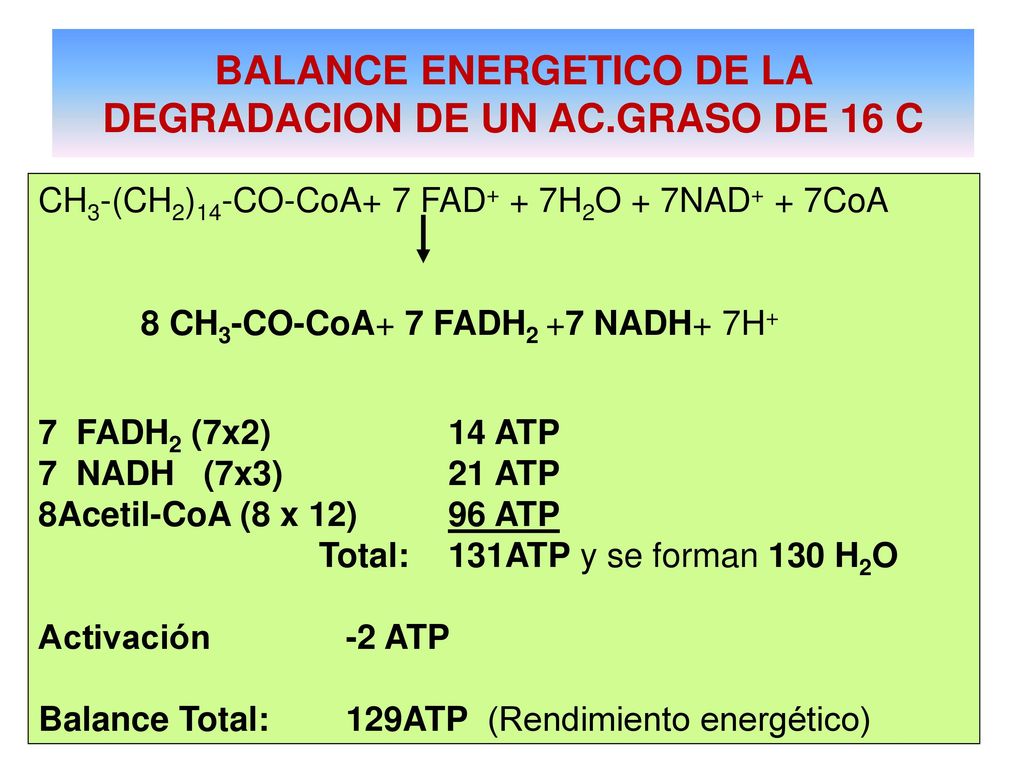 BALANCE ENERGETICO DE LA DEGRADACION DE UN AC.GRASO DE 16 C